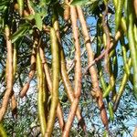 Senna macranthera Fruit