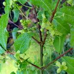 Euonymus latifolius Hàbitat