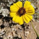 Encelia farinosaफूल