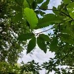 Quercus castaneifolia Blad