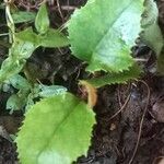 Quercus agrifolia Blatt