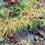 Larix decidua Blad