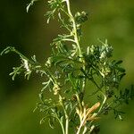 Lepidium squamatum Other