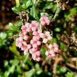 Plocama calabrica Flower