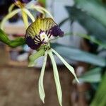 Prosthechea cochleata Çiçek