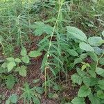 Polygonatum verticillatum Natur