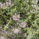 Thymus pulegioidesBlomma