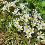 Saxifraga hypnoides Libunga