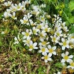 Saxifraga hypnoides Hábitos