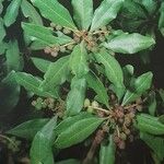 Myrica faya ഫലം