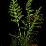 Asplenium theciferum Hoja