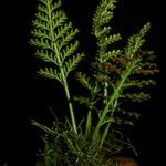 Asplenium theciferum Blad