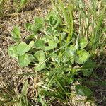 Matelea biflora Hábito
