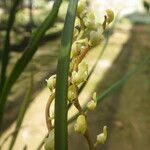 Bulbophyllum calyptratum Kwiat