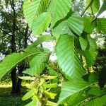 Carpinus betulus Leaf