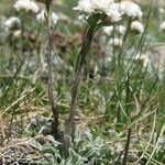 Antennaria carpatica Hábito