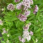 Eupatorium cannabinumFleur