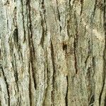 Ulmus davidiana Bark