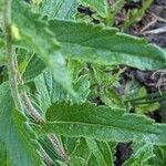 Veronica teucrium Bark