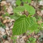 Corylus cornuta ഇല