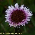 Erigeron neglectus Çiçek