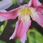 Clematis texensis Flower