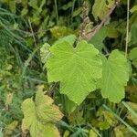 Rubus alceifolius Liść