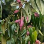 Myrcia sylvatica Fruit