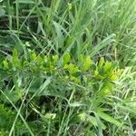 Turraea mombassana Άλλα