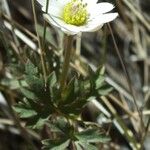 Anemone tuberosa Цветок