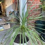 Cordyline australisFolha