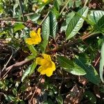 Ludwigia peploides Blüte