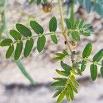 Tribulus terrestris Лист