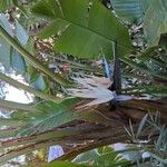 Strelitzia nicolai Λουλούδι