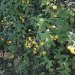 Hieracium prenanthoides Flower