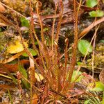 Drosera filiformis Συνήθη χαρακτηριστικά