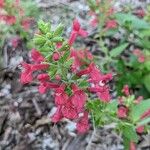 Salvia roemeriana Flor
