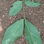 Julbernardia seretii Hoja