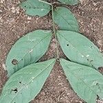 Julbernardia seretii Hoja