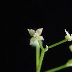 Galium hirtiflorum Характер