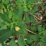Sida rhombifolia Fleur