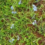 Commelina latifolia Inny