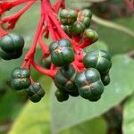 Clerodendrum buchananii Fruto