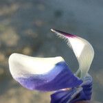 Lupinus nanus Blüte