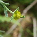 Euphorbia osyridea Flower