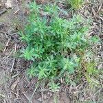 Trifolium arvense List
