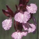 Anacamptis papilionacea Flor