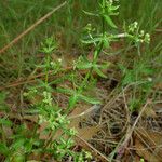 Galium porrigens Hábito