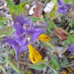 Melampyrum nemorosum Flower