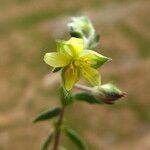 Helianthemum ledifolium Квітка